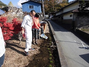 上芝桜.JPG