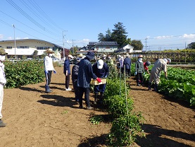 夏野菜の収穫.JPG