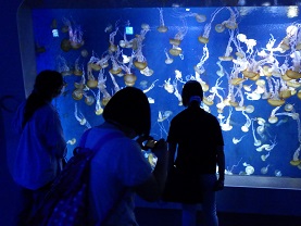 水族館クラゲ・利.JPG