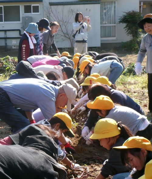 芋ほり列アップ.JPG