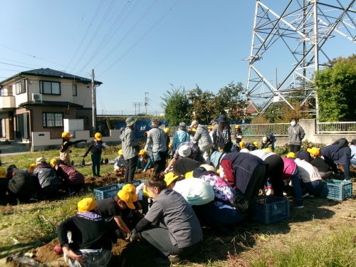 芋ほり引き.JPG