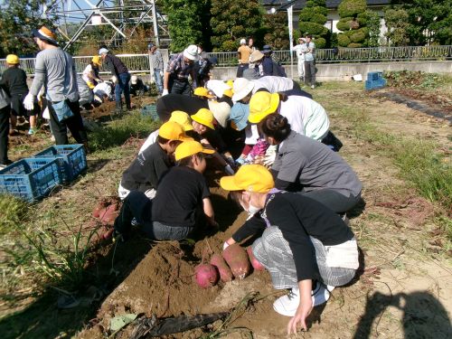 芋ほりアップ５００.JPG